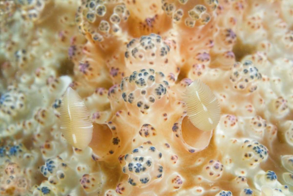 Indonesia, Sulawesi Isl Two nudibranch on coral art print by Jones Shimlock for $57.95 CAD
