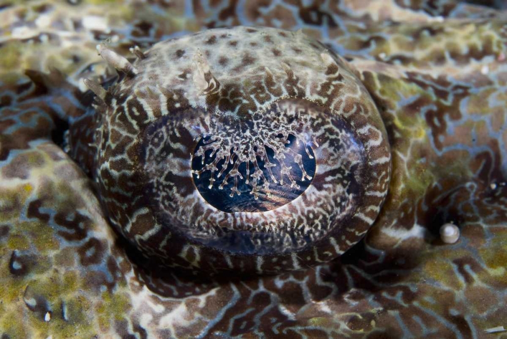 Indonesia, Lembeh Straits Eye of a crocodilefish art print by Jones Shimlock for $57.95 CAD