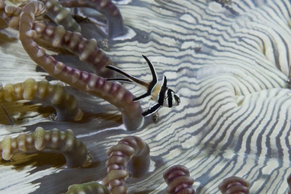 Indonesia, A banggi cardinalfish by sea anemone art print by Jones Shimlock for $57.95 CAD