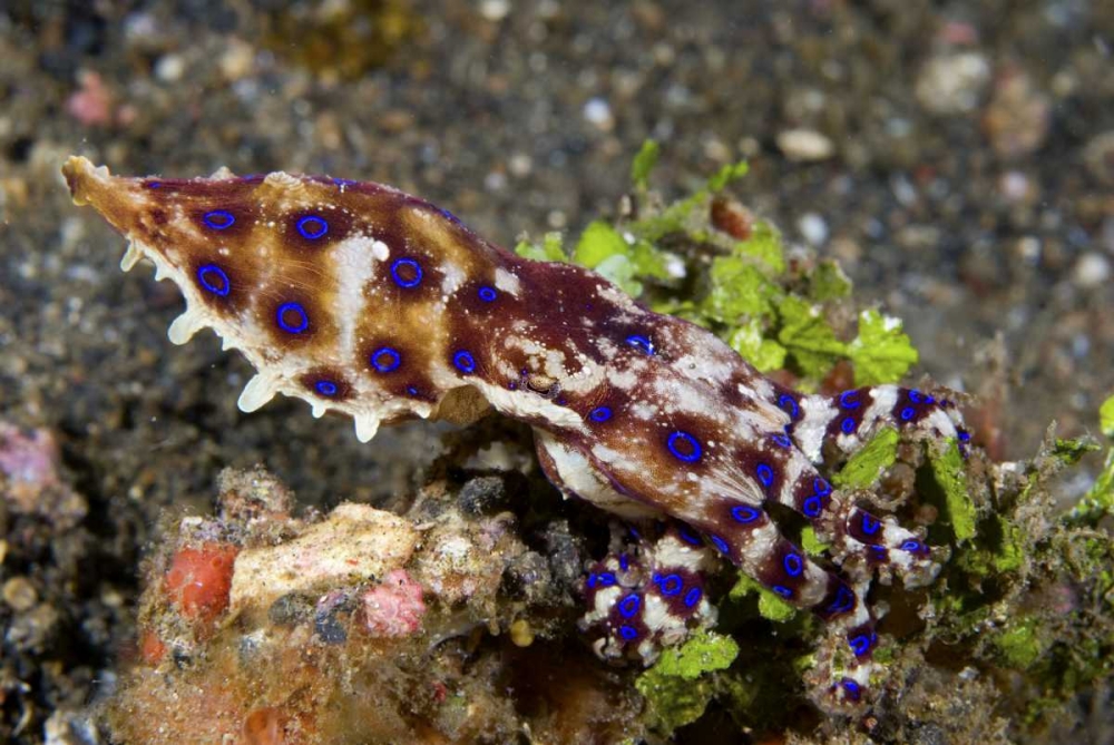 Indonesia, Lembeh Straits Blue- ring octopus art print by Jones Shimlock for $57.95 CAD