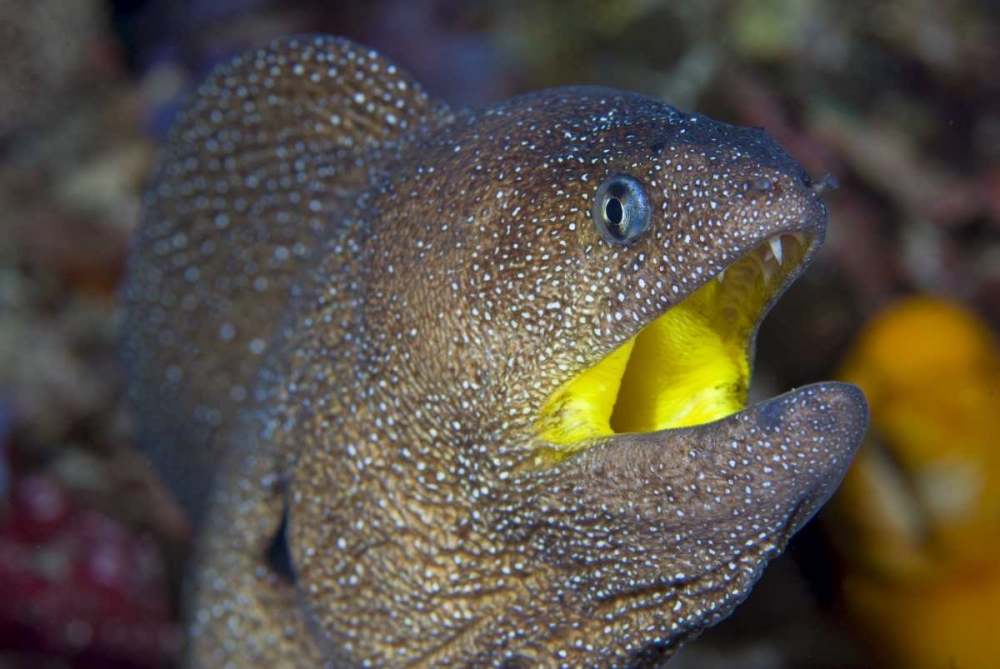 Indonesia, Reta Island A moray eels head art print by Jones Shimlock for $57.95 CAD