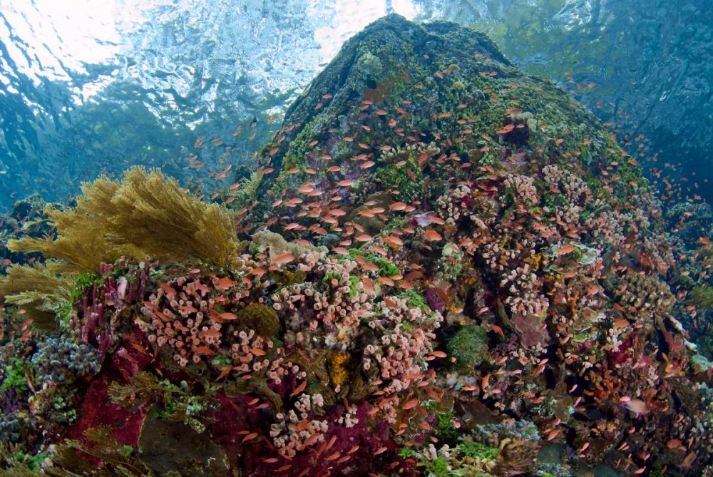 Indonesia, Pantar Island Anthia fish and reef art print by Jones Shimlock for $57.95 CAD