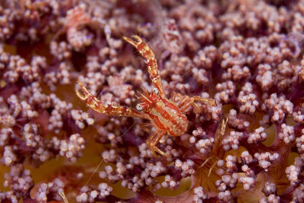 Indonesia, Pantar Island  Small crab on coral art print by Jones Shimlock for $57.95 CAD