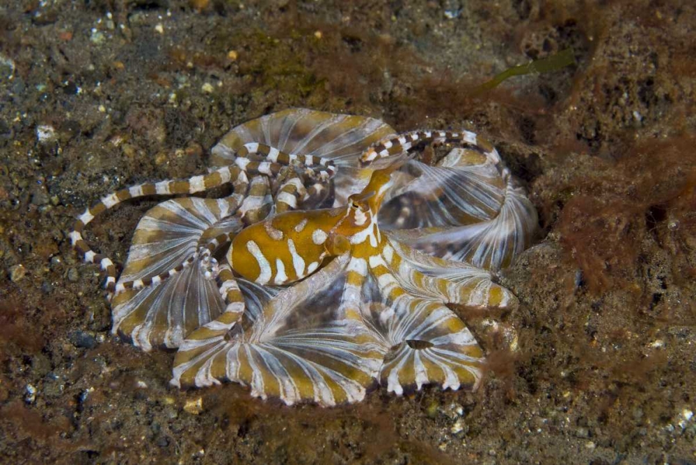 Indonesia, Pantar Island Long-arm octopus art print by Jones Shimlock for $57.95 CAD
