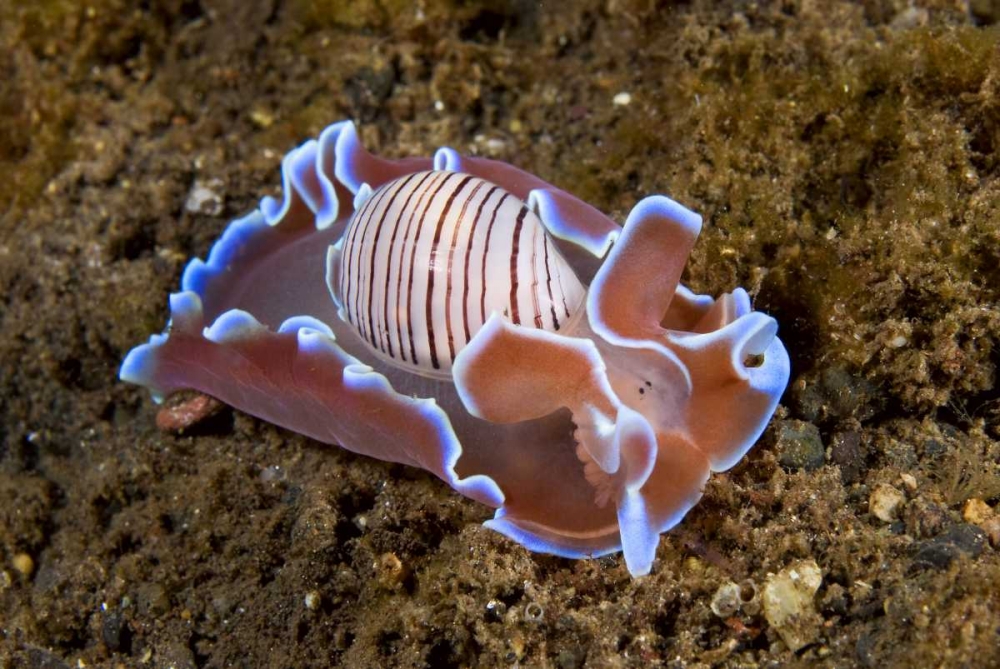 Indonesia, Pantar Isl Nocturnal mollusk in ocean art print by Jones Shimlock for $57.95 CAD