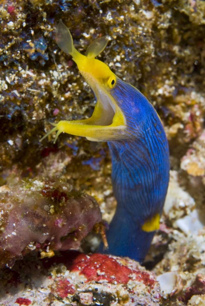 Indonesia, Suangi Island Colorful ribbon eel art print by Jones Shimlock for $57.95 CAD