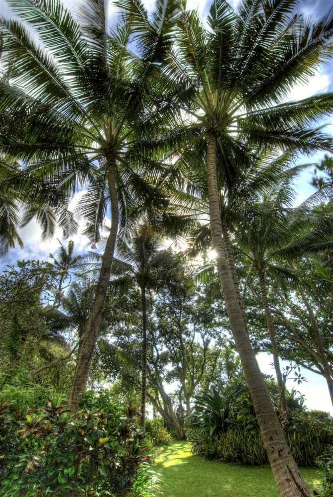 Indonesia, Bali View of vegetation in a Garden art print by Jones Shimlock for $57.95 CAD