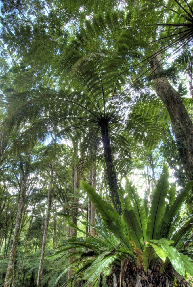 Indonesia, Bali View of vegetation in a Garden art print by Jones Shimlock for $57.95 CAD