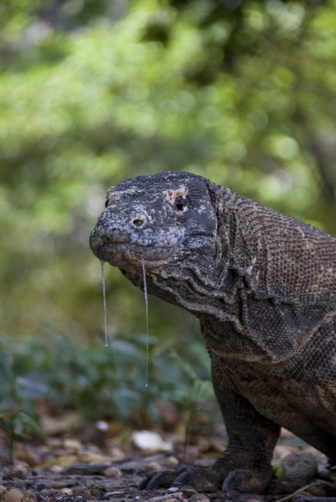 Close-up of Komodo dragon, Komodo NP, Indonesia art print by Jones Shimlock for $57.95 CAD