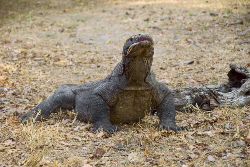 Close-up of Komodo dragon, Komodo NP, Indonesia art print by Jones Shimlock for $57.95 CAD