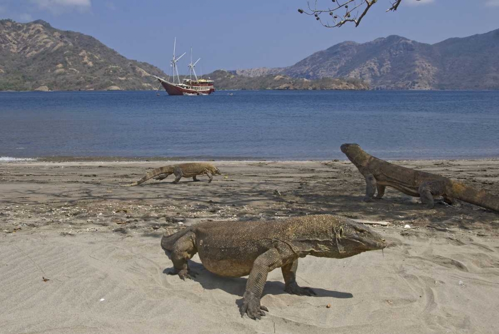 Komodo dragons on beach, Komodo NP, Indonesia art print by Jones Shimlock for $57.95 CAD