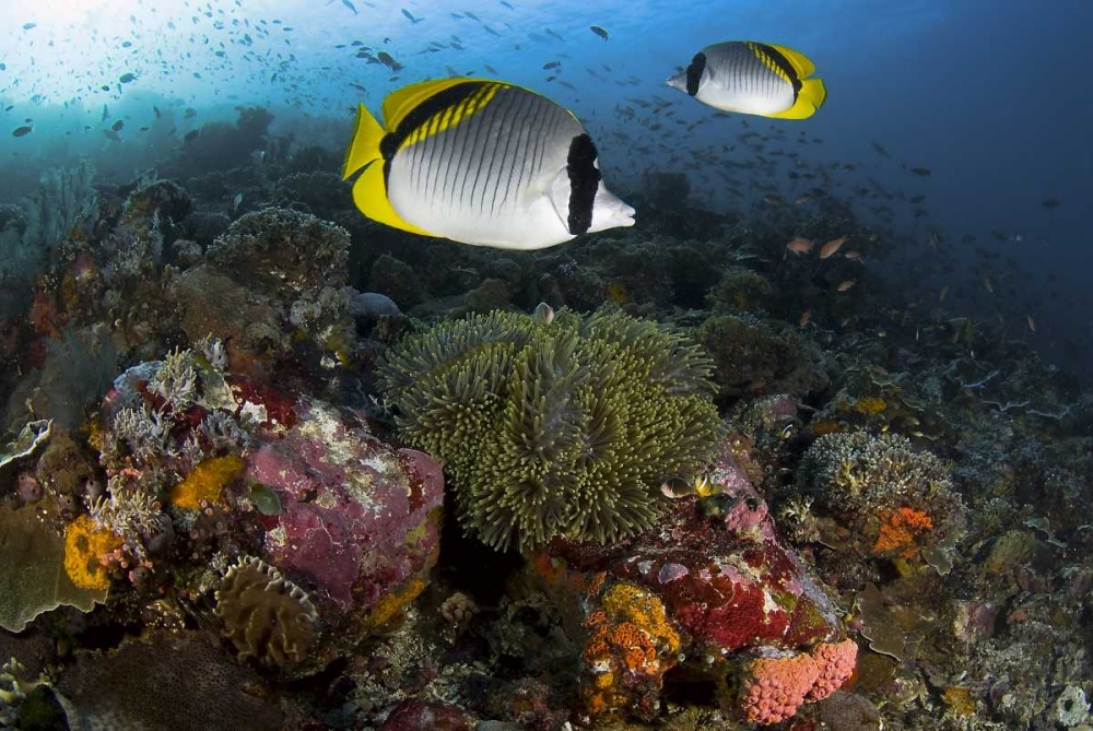 Indonesia, Komodo NP Lined butterflyfish art print by Jones Shimlock for $57.95 CAD