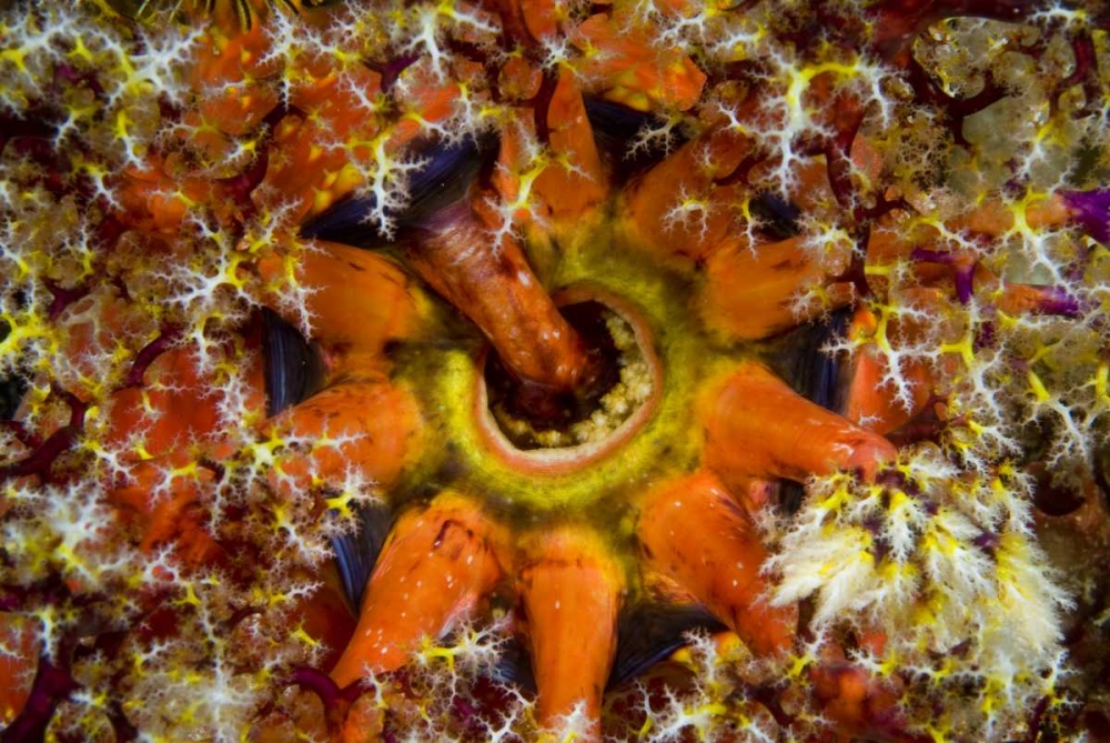 Indonesia, Komodo NP Sea cucumber feeding art print by Jones Shimlock for $57.95 CAD
