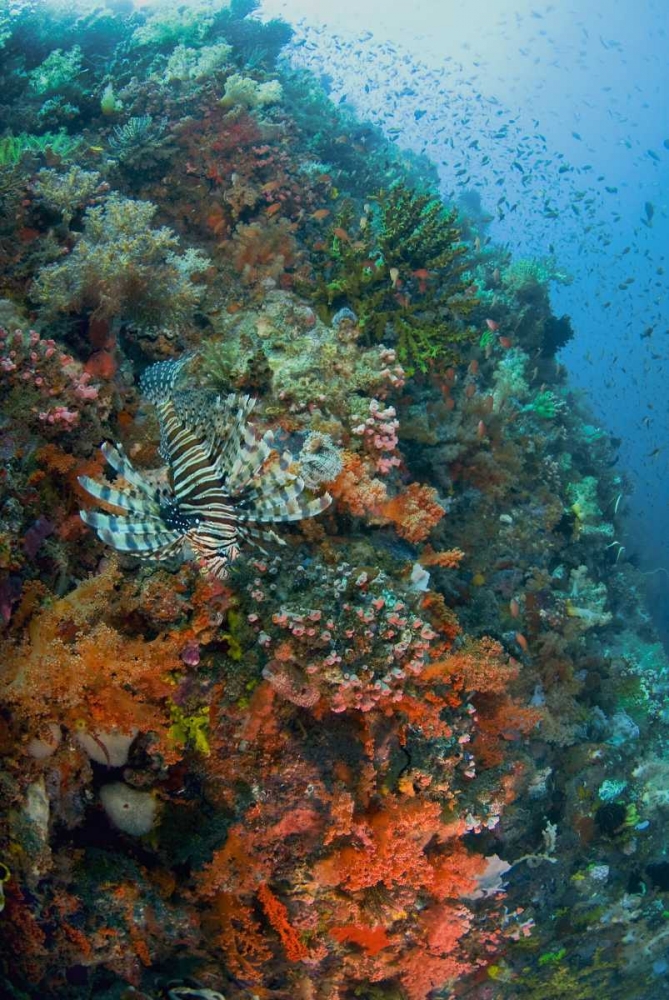 Indonesia, Komodo NP Lionfish swimming over reef art print by Jones Shimlock for $57.95 CAD
