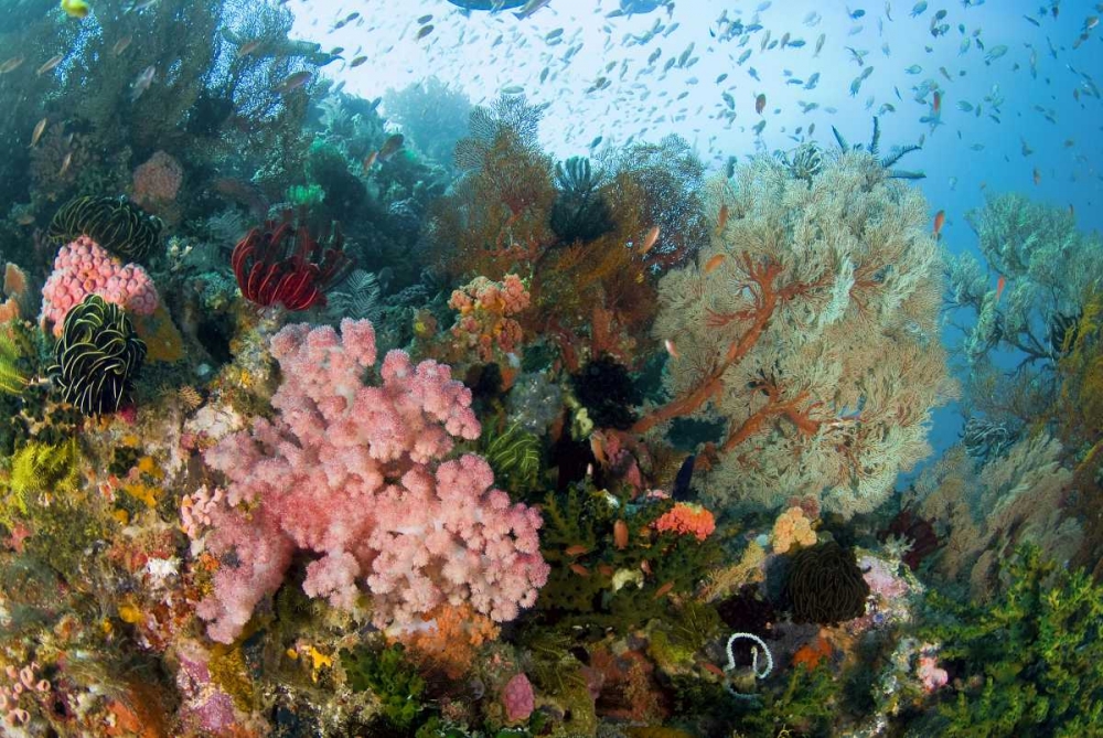 Indonesia, Komodo NP Colorful coral on reef art print by Jones Shimlock for $57.95 CAD