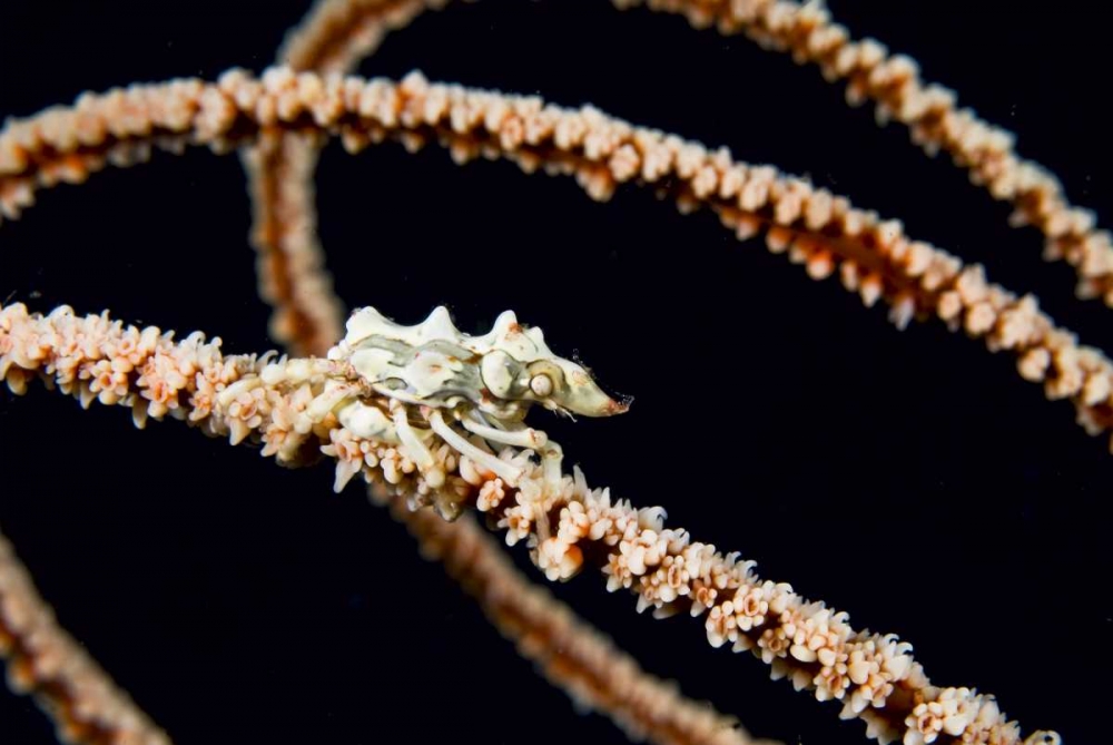 Indonesia, Komodo NP Wire coral crab on coral art print by Jones Shimlock for $57.95 CAD