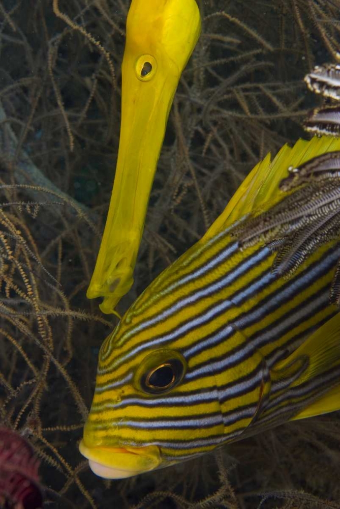 Indonesia A trumpetfish and sweetlip fish art print by Jones Shimlock for $57.95 CAD
