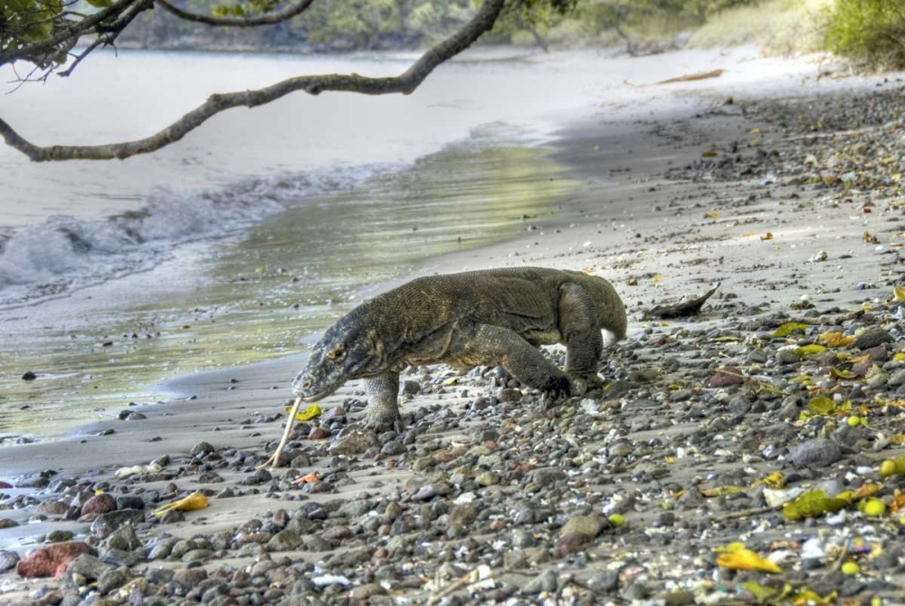 Komodo dragon on a beach, Komodo NP, Indonesia art print by Jones Shimlock for $57.95 CAD