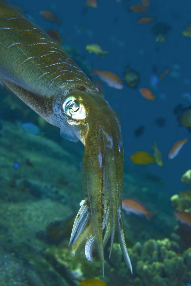 Close-up of a squid, Lembata Island, Indonesia art print by Jones Shimlock for $57.95 CAD