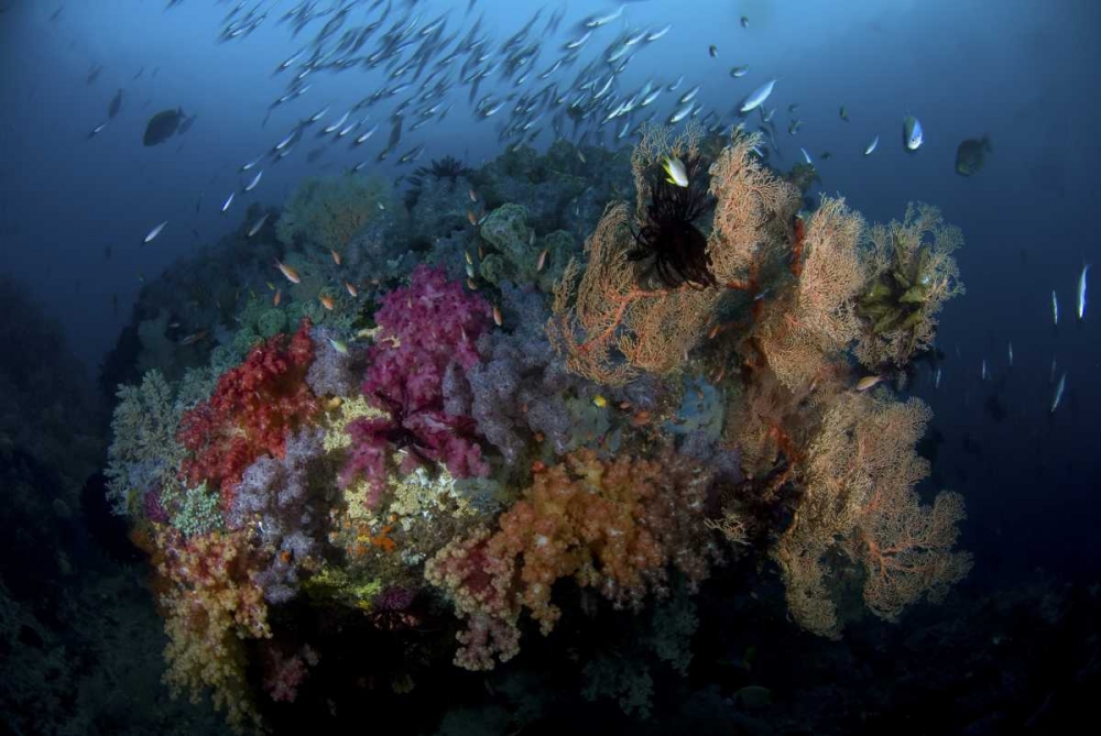 Indonesia, Papua, Raja Ampat Coral and fish art print by Jones Shimlock for $57.95 CAD