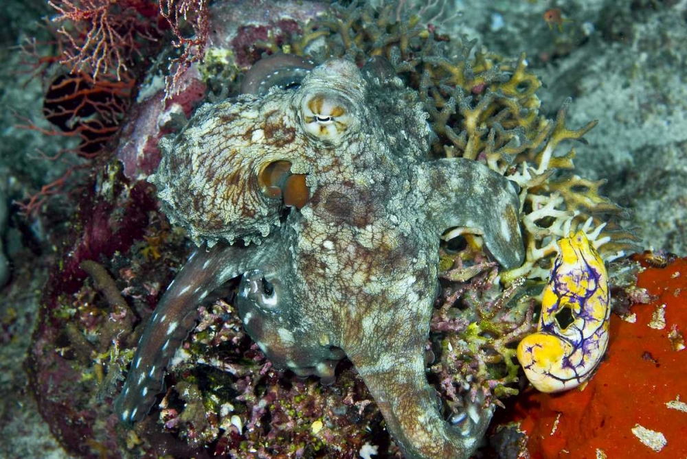 Octopus on coral, New Guinea Isl, Indonesia art print by Jones Shimlock for $57.95 CAD