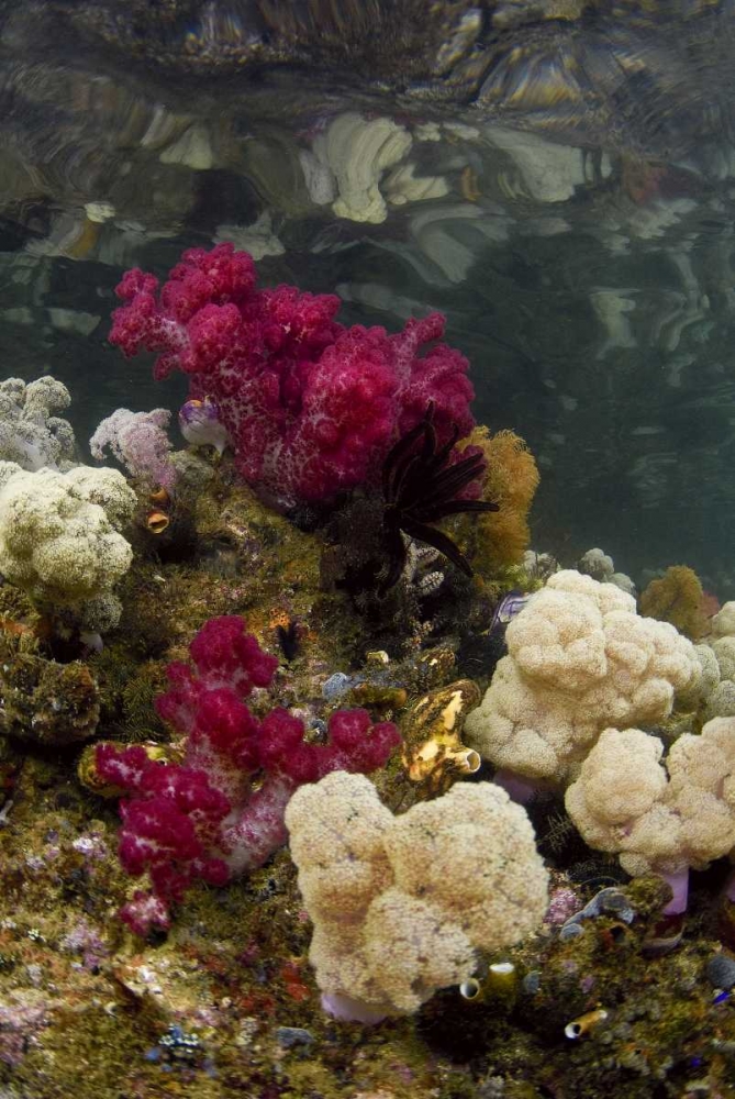 Indonesia, Papua, Raja Ampat Colorful reef art print by Jones Shimlock for $57.95 CAD