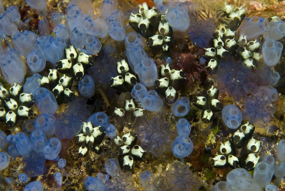 Indonesia Bluebell tunicates and marine life art print by Jones Shimlock for $57.95 CAD