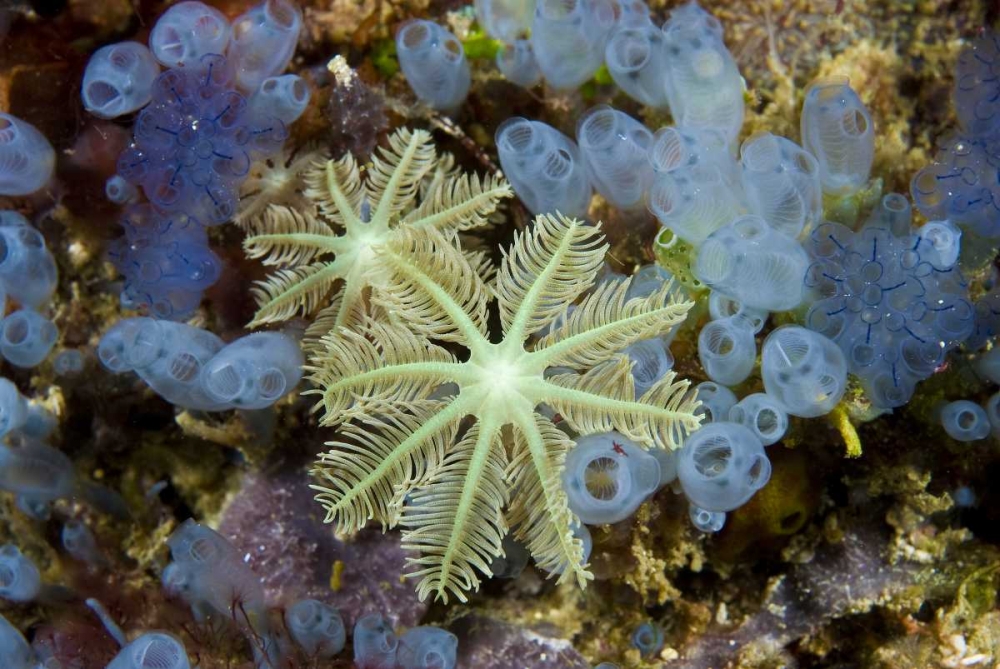 Bluebell tunicates and corals, Papua, Indonesia art print by Jones Shimlock for $57.95 CAD