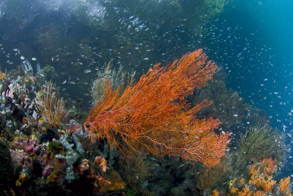 Indonesia, New Guinea Isl Corals in a mangrove art print by Jones Shimlock for $57.95 CAD
