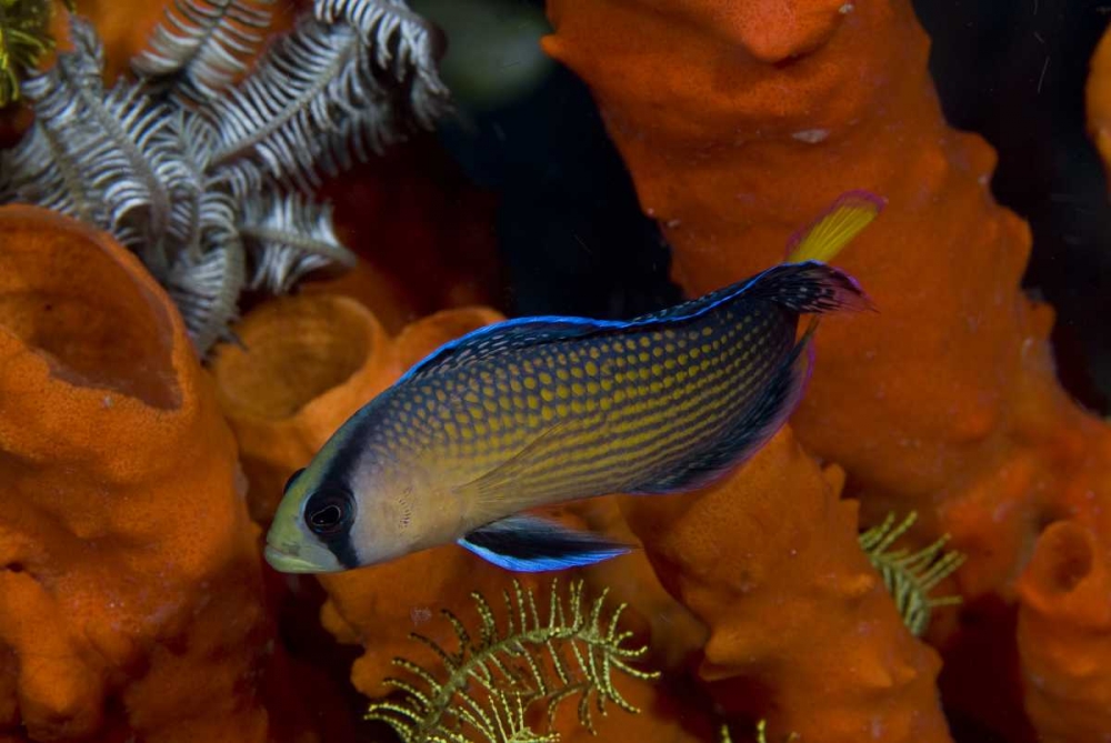 Indonesia, Papua, Raja Ampat Dottyback fish art print by Jones Shimlock for $57.95 CAD