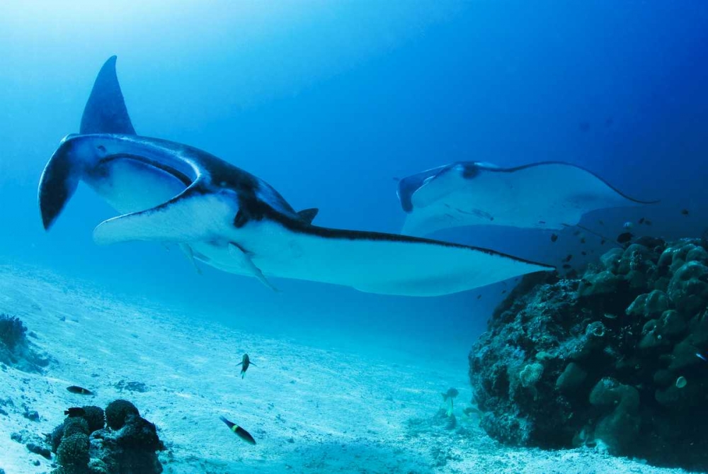 Indonesia, Papua, Manta Point Two manta rays art print by Jones Shimlock for $57.95 CAD