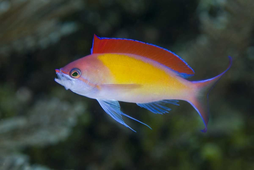 Indonesia, Papua, Raja Ampat Anthias fish art print by Jones Shimlock for $57.95 CAD