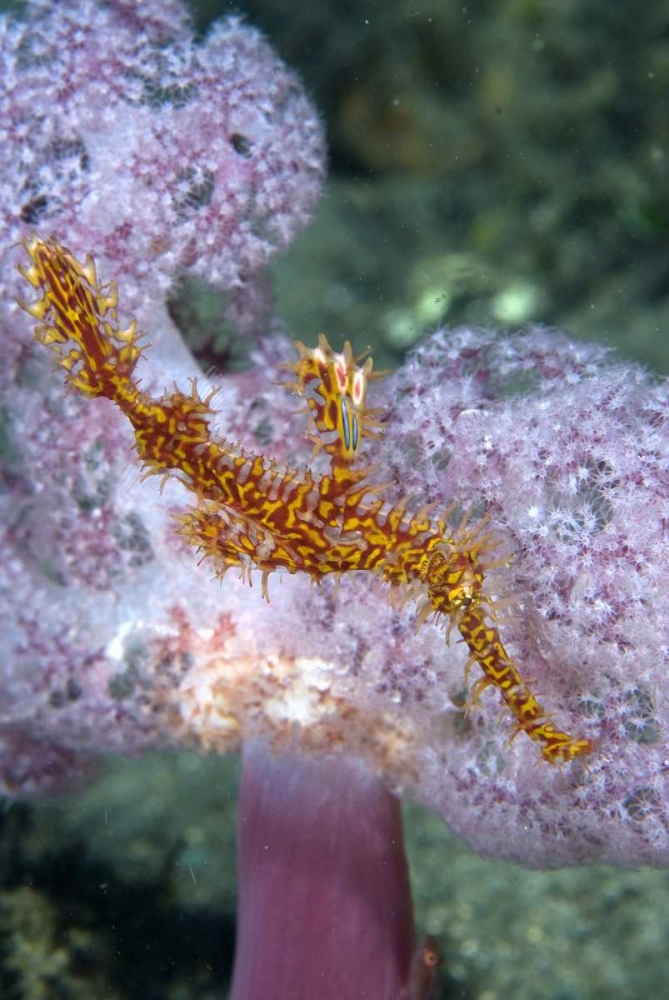 Indonesia, Papua, Raja Ampat Pipefish swimming art print by Jones Shimlock for $57.95 CAD
