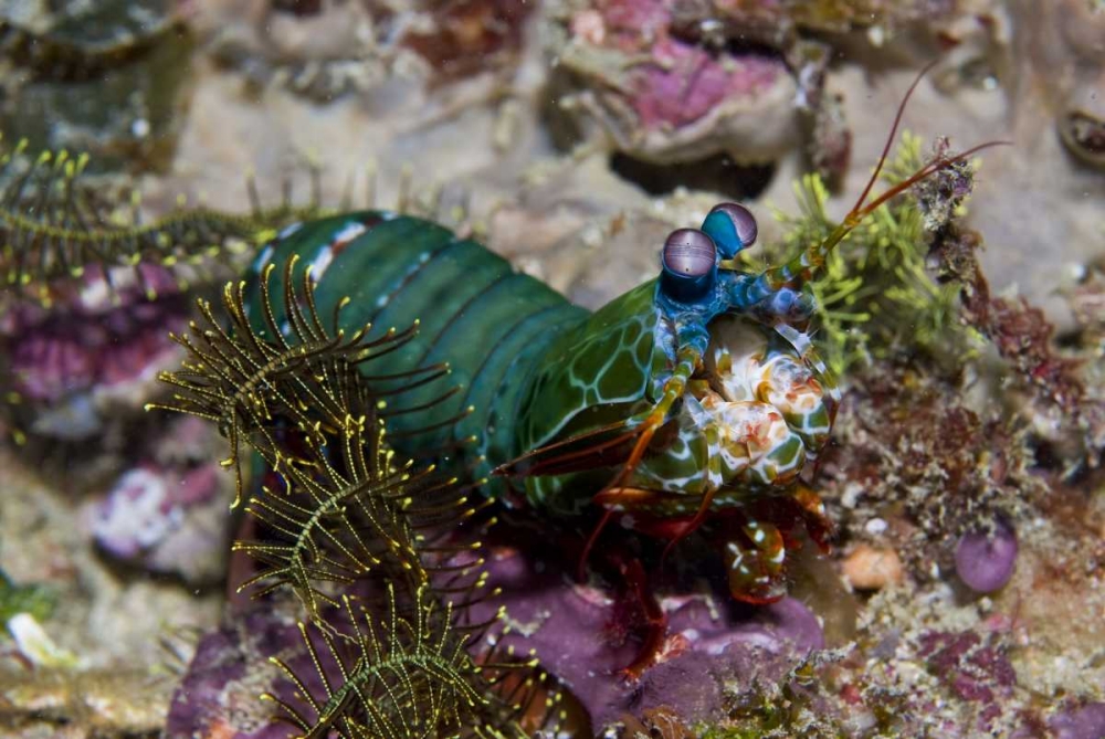 Mantis shrimp, New Guinea Island, Indonesia art print by Jones Shimlock for $57.95 CAD