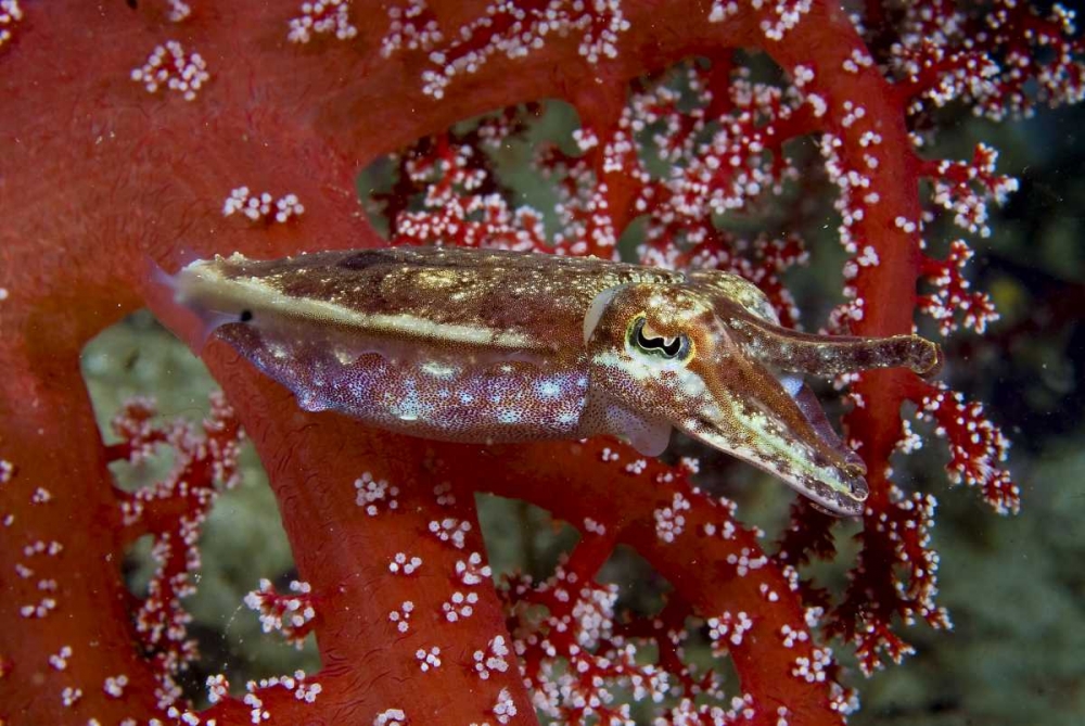 Cuttlefish amid corals, New Guinea Isl, Indonesia art print by Jones Shimlock for $57.95 CAD