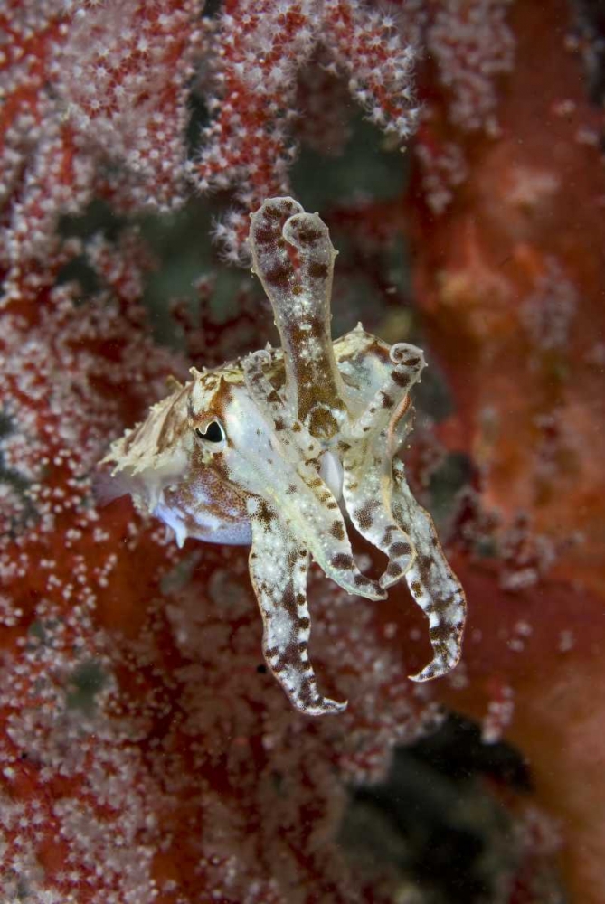 Indonesia, New Guinea Isl Cuttlefish amid corals art print by Jones Shimlock for $57.95 CAD