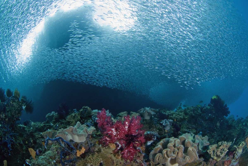 Indonesia School of silvery baitfish over coral art print by Jones Shimlock for $57.95 CAD