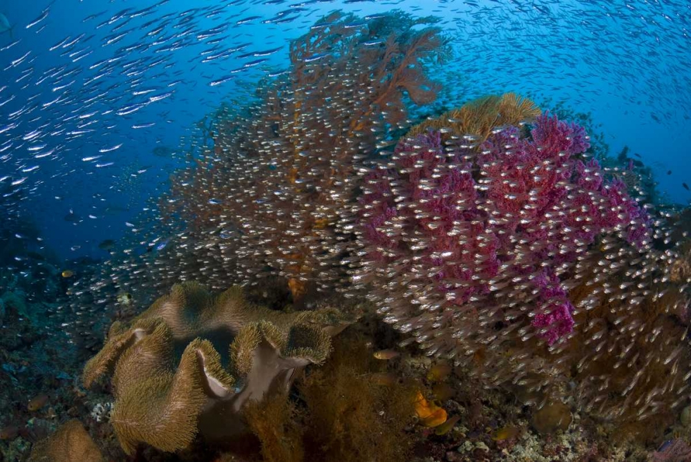 Indonesia Silvery glassfish swim past coral art print by Jones Shimlock for $57.95 CAD