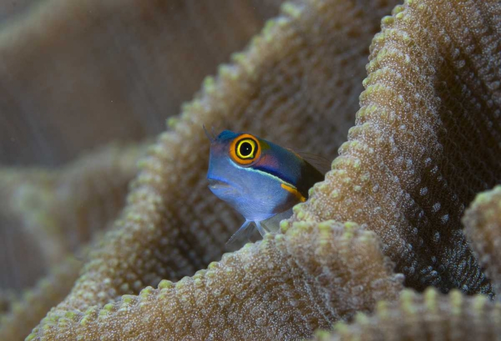 Blenny fish inside coral reef, Indonesia art print by Jones Shimlock for $57.95 CAD