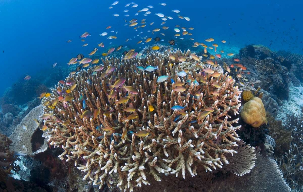 Indonesia Diverse, coral reef marine ecosystem art print by Jones Shimlock for $57.95 CAD