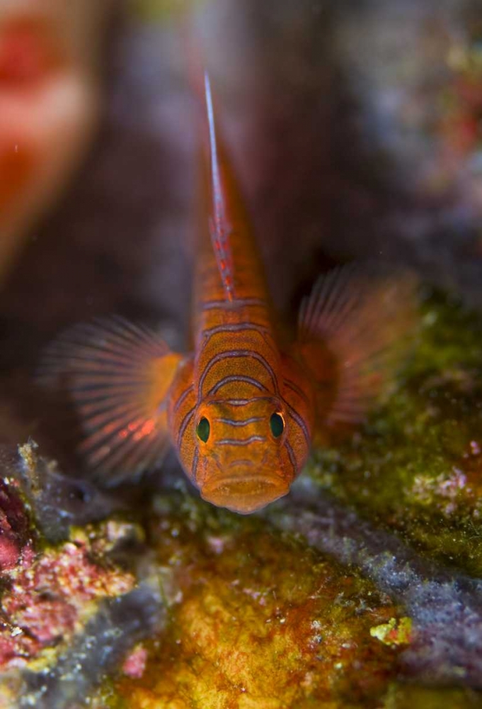 Indonesia, Raja Ampat Goby fish above coral art print by Jones Shimlock for $57.95 CAD