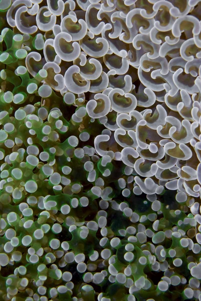 Hard corals on reef, Ayau Island, Indonesia art print by Jones Shimlock for $57.95 CAD