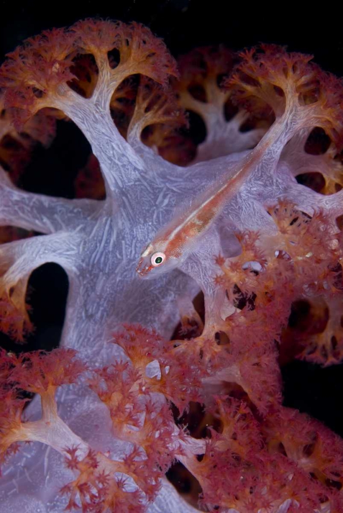 Indonesia Goby fish by pink soft coral art print by Jones Shimlock for $57.95 CAD