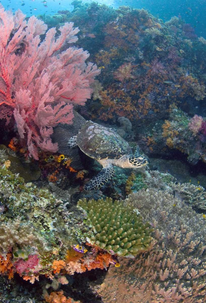 Hawksbill turtle swimming over reef, Indonesia art print by Jones Shimlock for $57.95 CAD