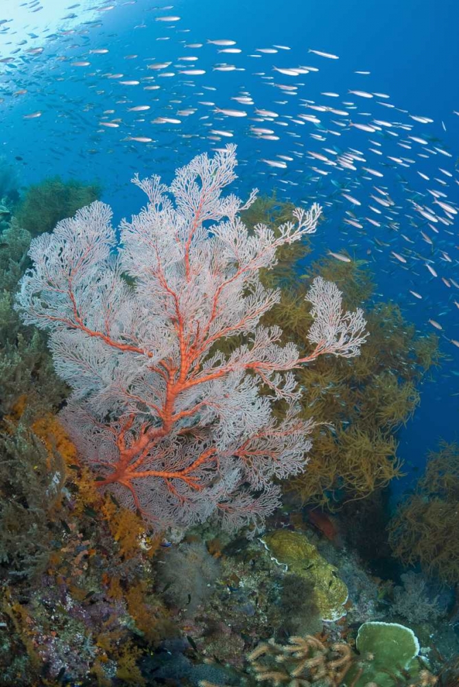 Fish and coral reef, Raja Ampat, Indonesia art print by Jones Shimlock for $57.95 CAD
