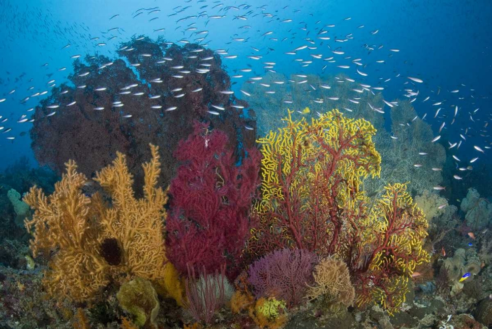 Indonesia Coral reef marine ecosystem art print by Jones Shimlock for $57.95 CAD