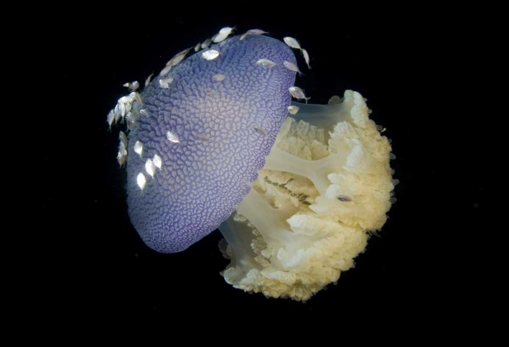 Jellyfish and juvenile trevally fish, Indonesia art print by Jones Shimlock for $57.95 CAD