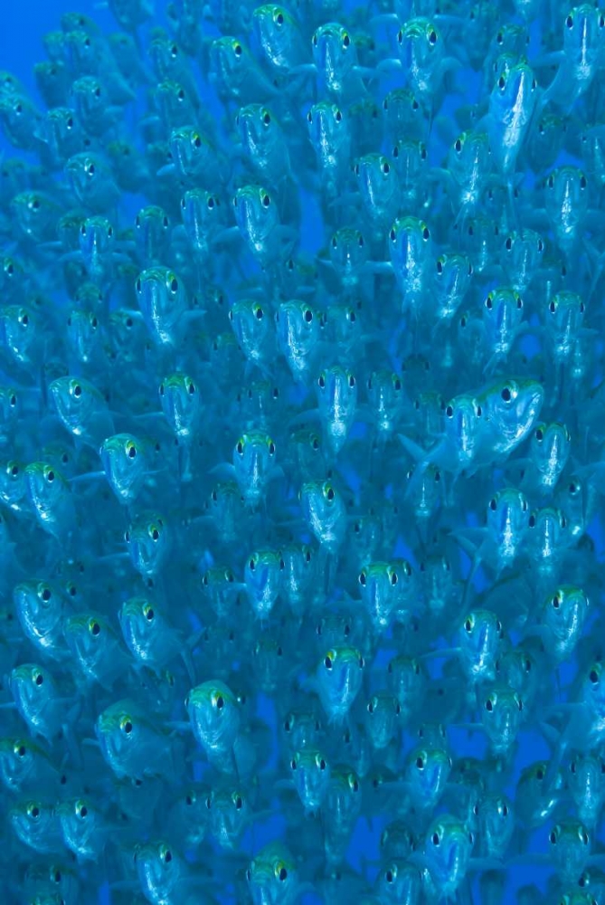 Indonesia, Raja Ampat Schooling ox-eyed scad art print by Jones Shimlock for $57.95 CAD