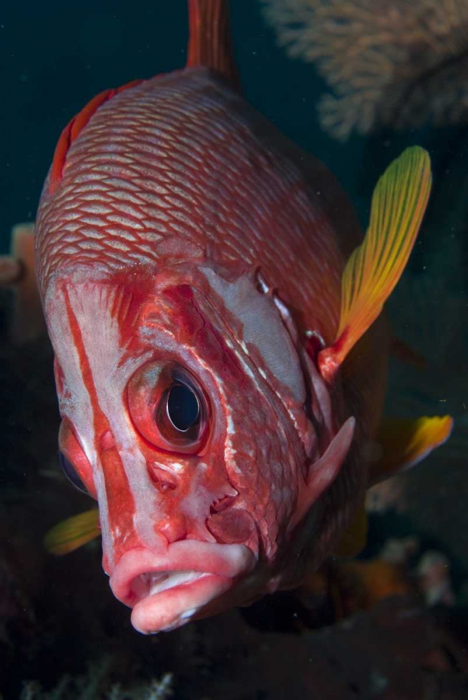 Indonesia, Raja Ampat Close-up of squirrelfish art print by Jones Shimlock for $57.95 CAD