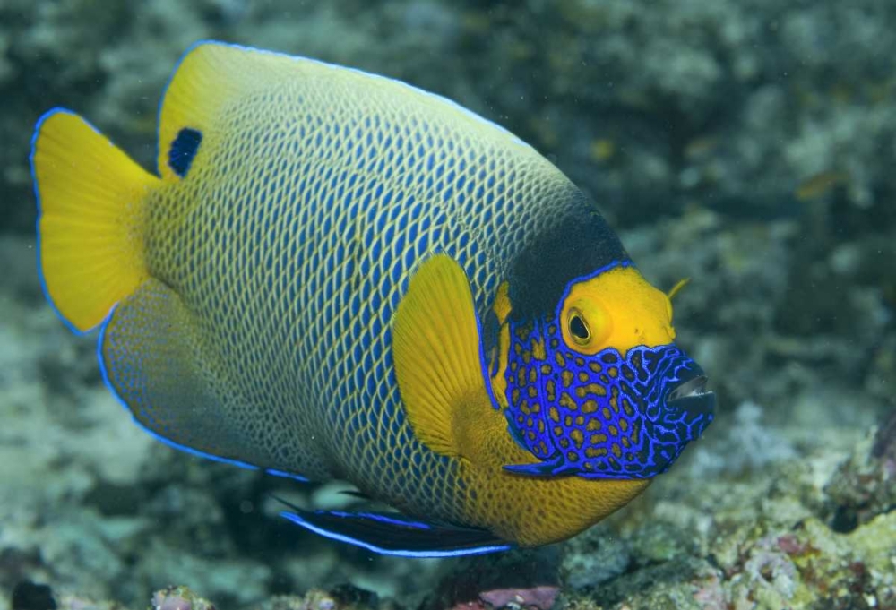 Colorful Emperor Angelfish, Raja Ampat, Indonesia art print by Jones Shimlock for $57.95 CAD